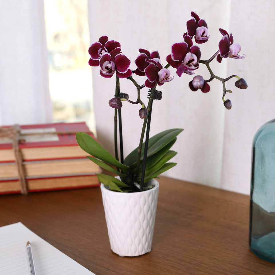 Mini Dark Purple Orchid in White Pot