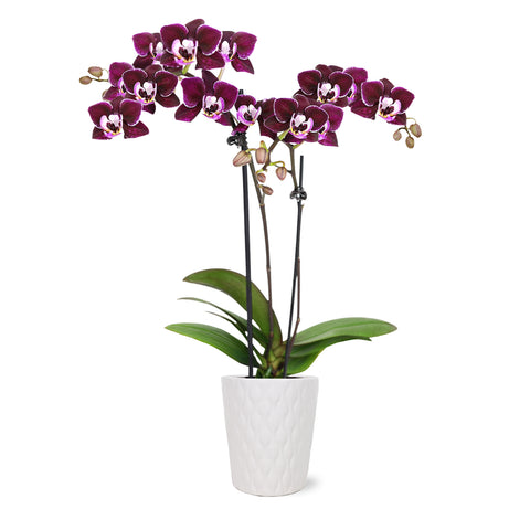 mini dark purple orchid, regal purple, mini orchid in white pot