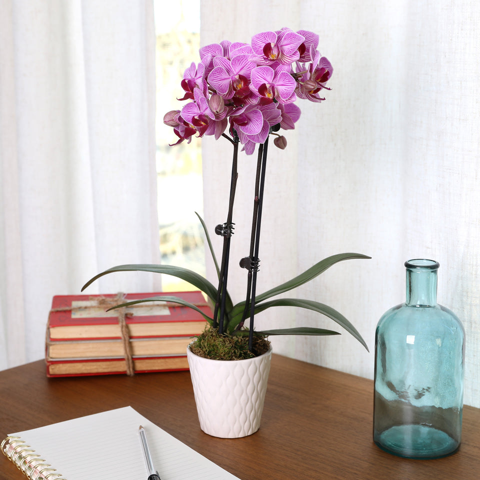 Petite Pink Orchid in White Pot
