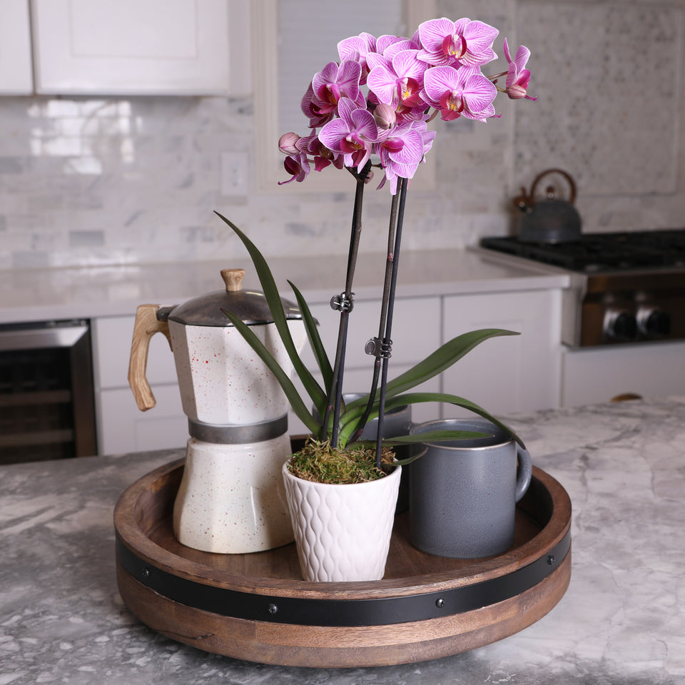 Petite Pink Orchid in White Pot