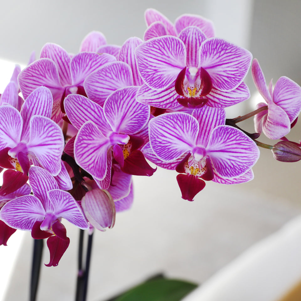 Petite Pink Orchid in White Pot