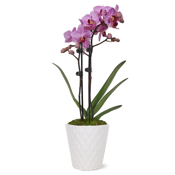 Petite Pink Orchid in White Pot – Just Add Ice®