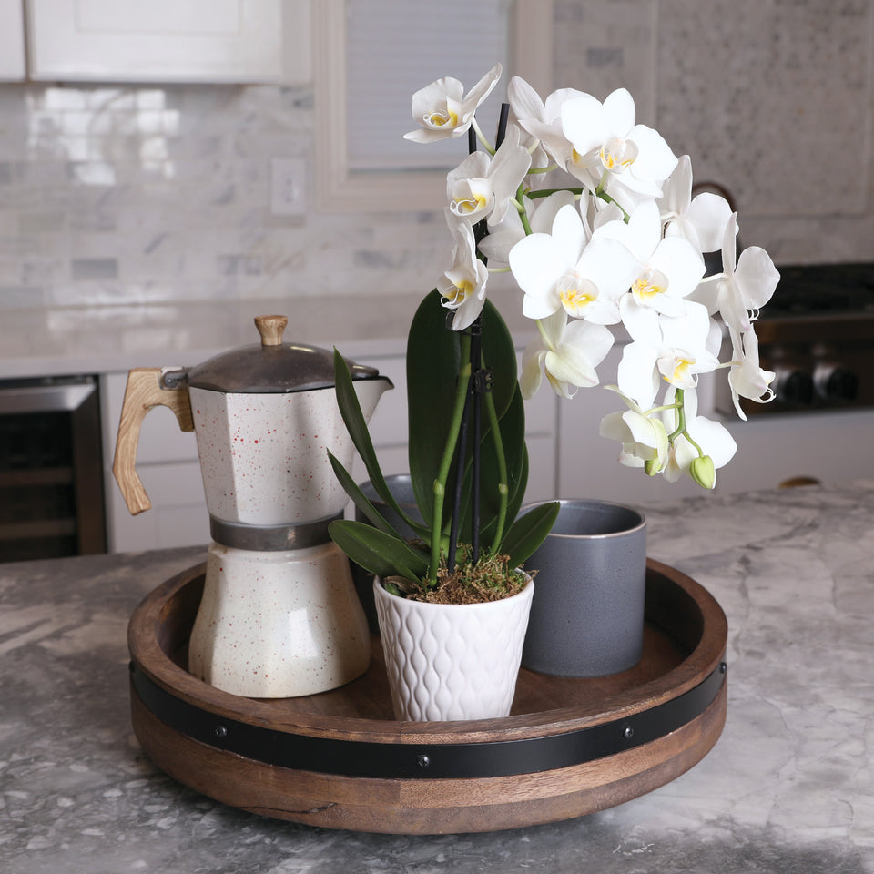 Petite White w/ Yellow Orchid in White Pot