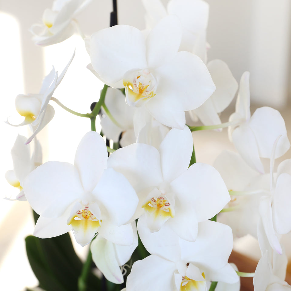Petite White w/ Yellow Orchid in White Pot
