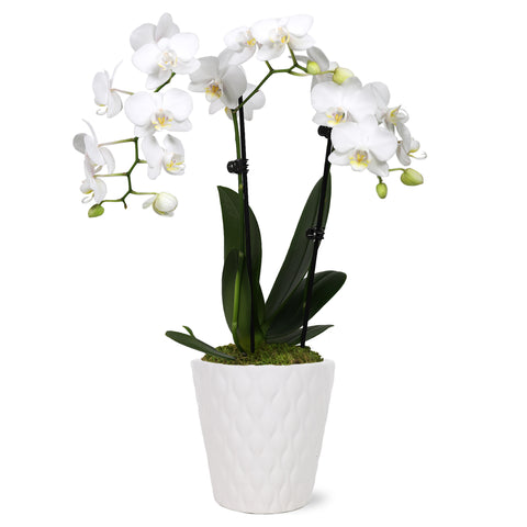 Petite White w/ Yellow Orchid in White Pot