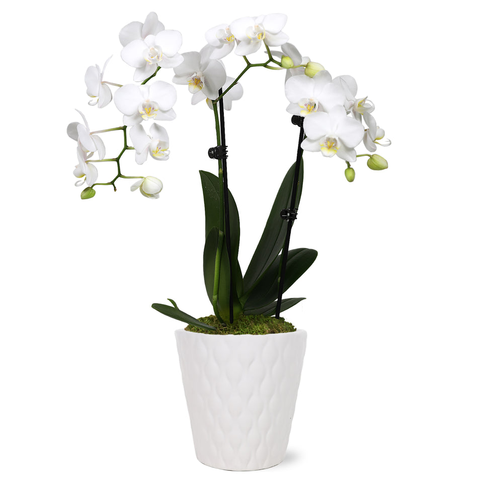 Petite White w/ Yellow Orchid in White Pot