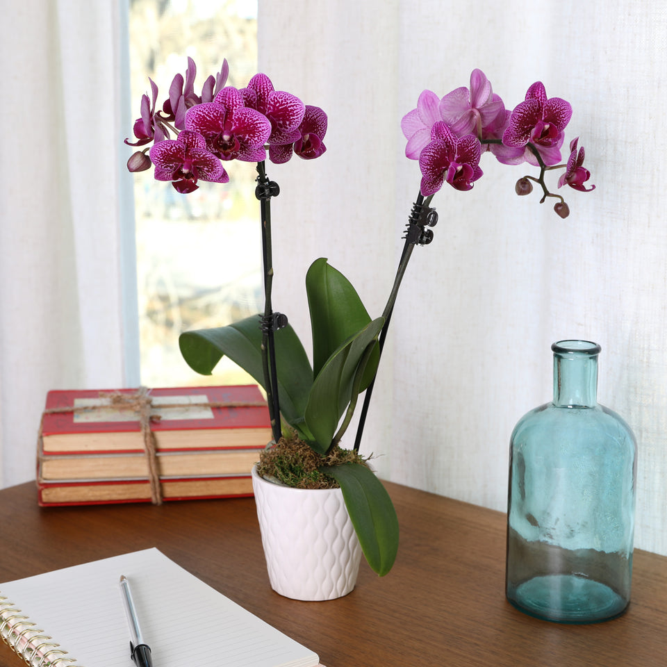 Petite Purple Orchid in White Pot