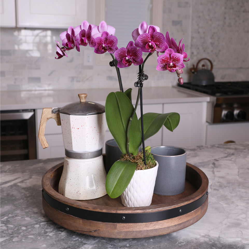 Petite Purple Orchid in White Pot