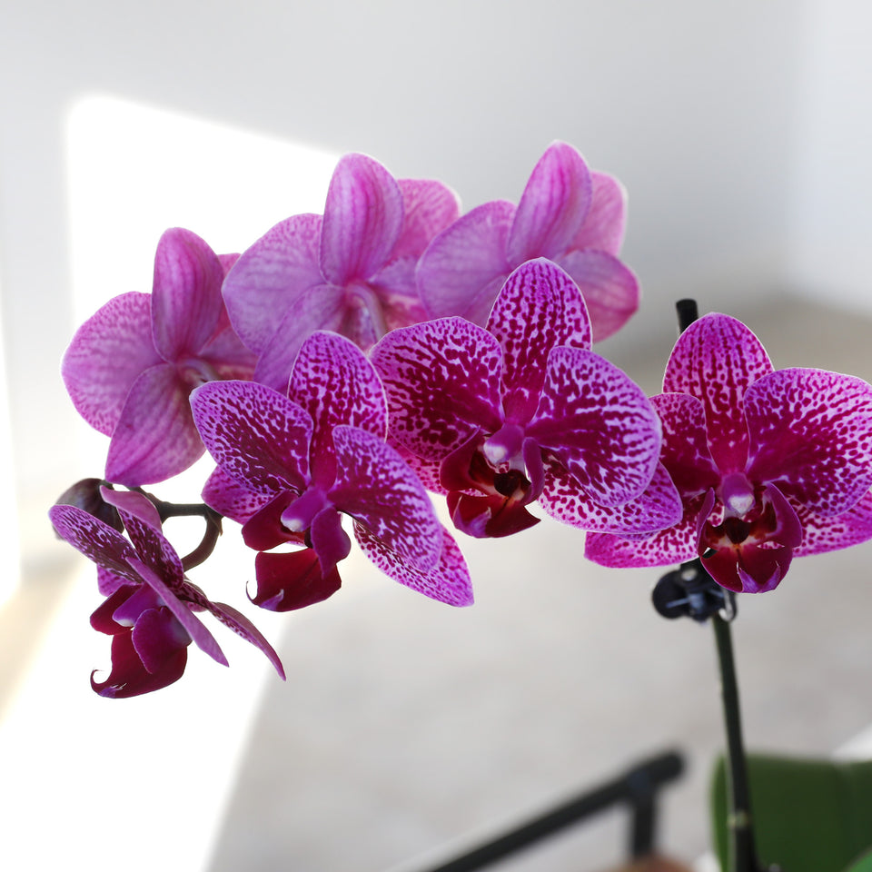 Petite Purple Orchid in White Pot