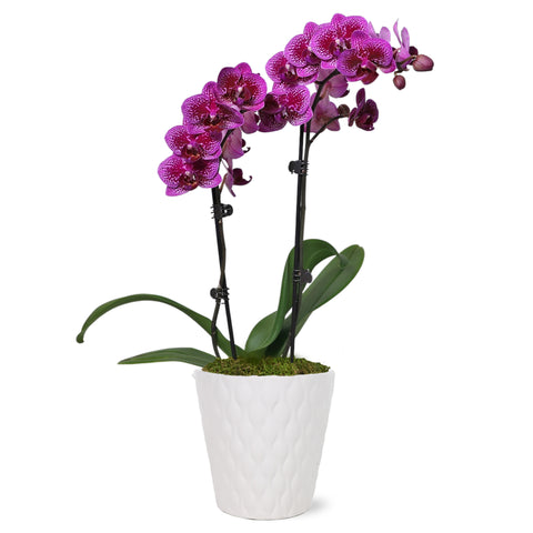 Petite Purple Orchid in White Ceramic Pot