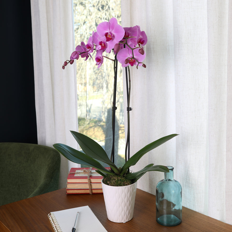 Premium Pink Orchid in White Pot