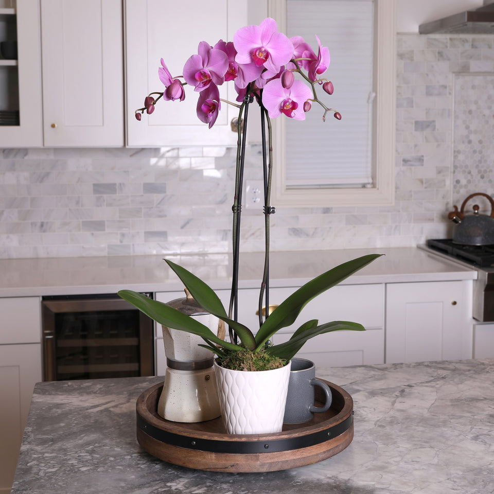 Premium Pink Orchid in White Pot