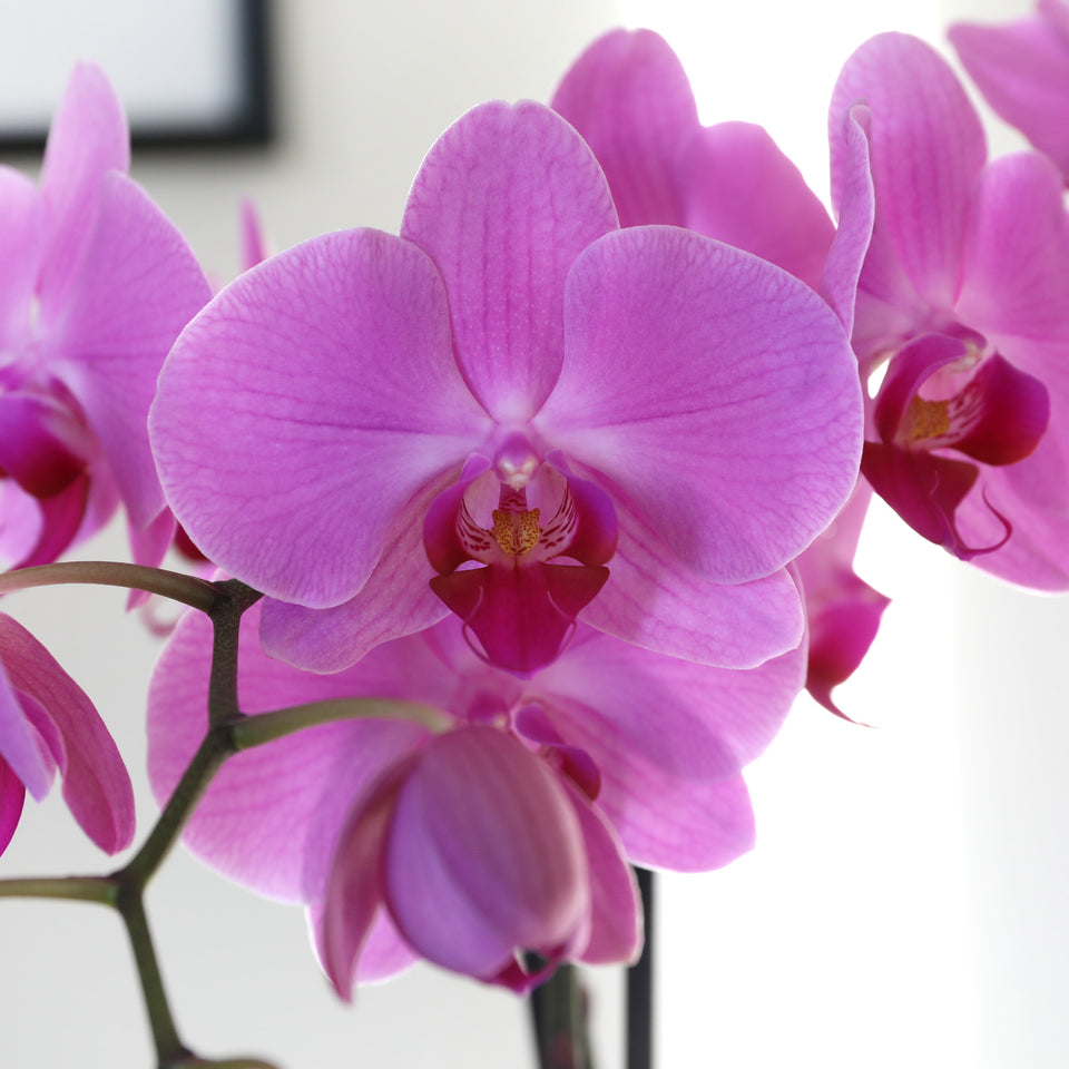 Premium Pink Orchid in White Pot