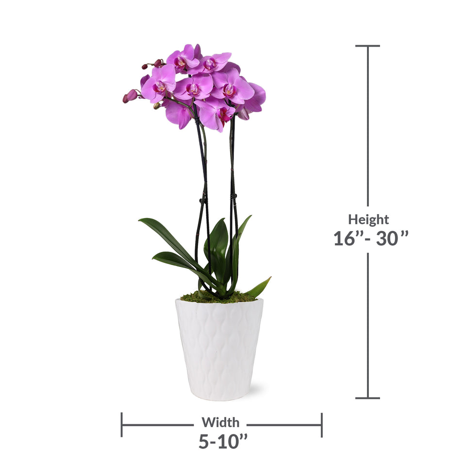 Premium Pink Orchid in White Pot
