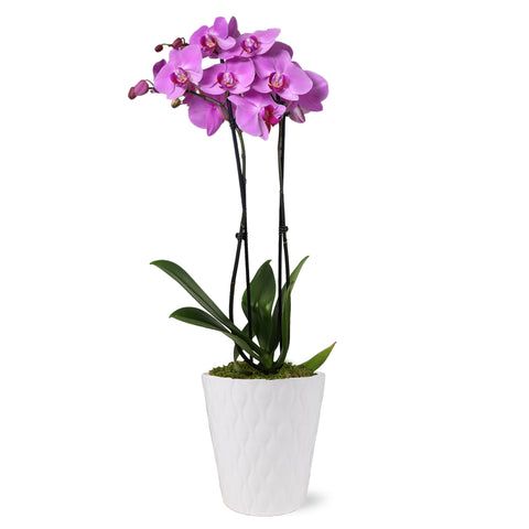 Premium Pink Orchid in White Ceramic Pot