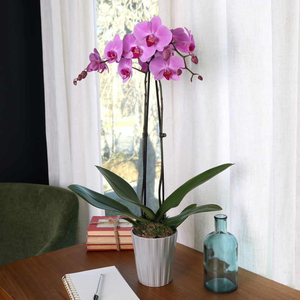pink orchid, grey pot, orchid grey pot