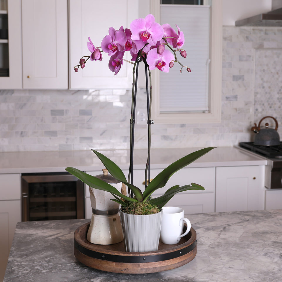 pink orchid, grey pot, orchid grey pot