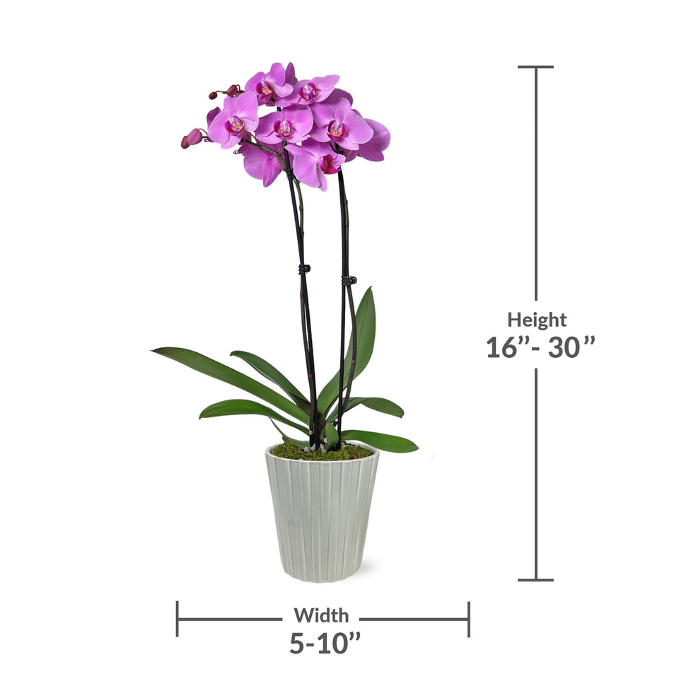 pink orchid, grey pot