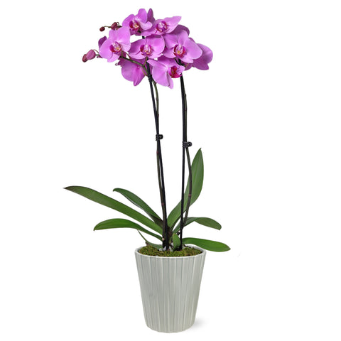 pink orchid, pink orchid grey pot