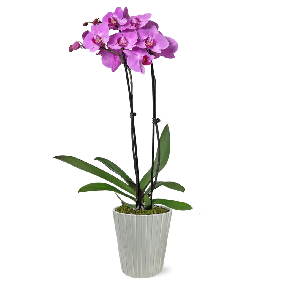 pink orchid, pink orchid grey pot
