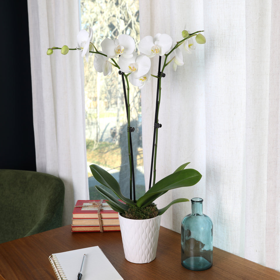 Premium White w/ Yellow Orchid in White Pot