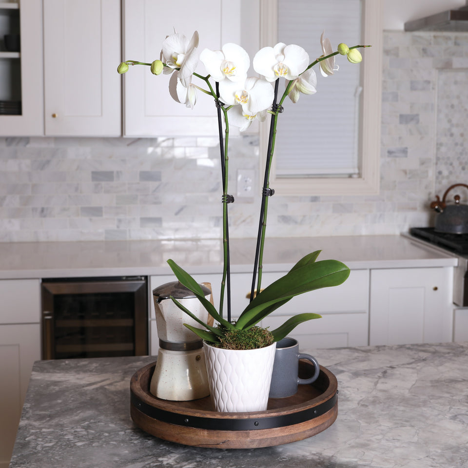 Premium White w/ Yellow Orchid in White Pot