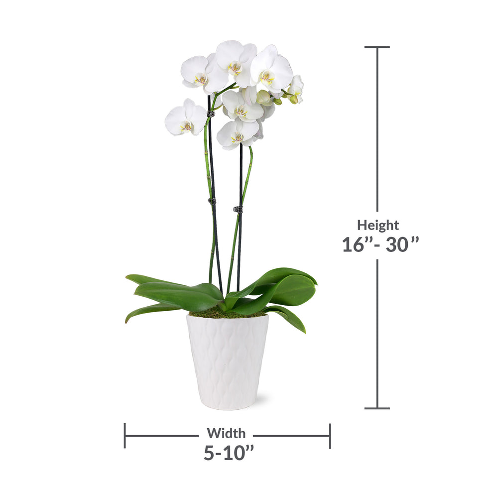 Premium White w/ Yellow Orchid in White Pot
