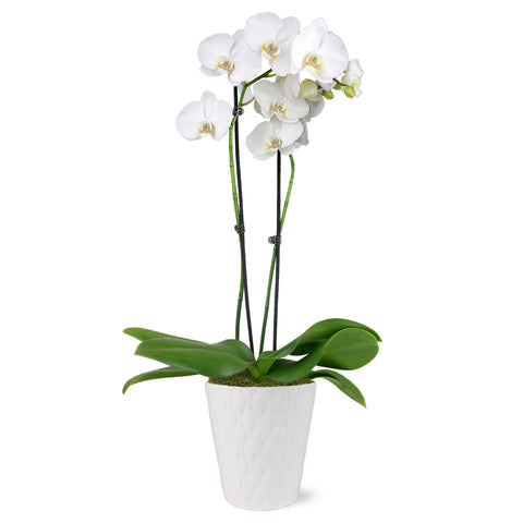 Premium White w/ Yellow Orchid in White Pot