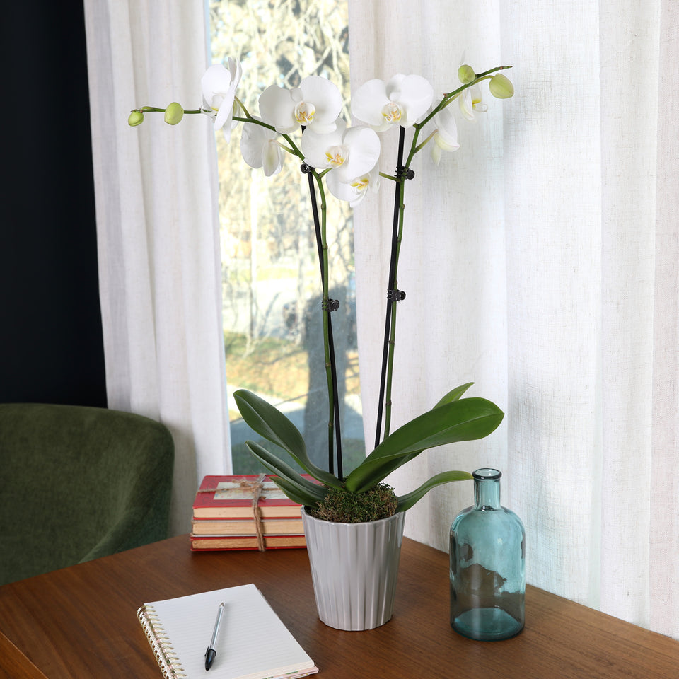 Premium White w/ Yellow Orchid in Grey Pot