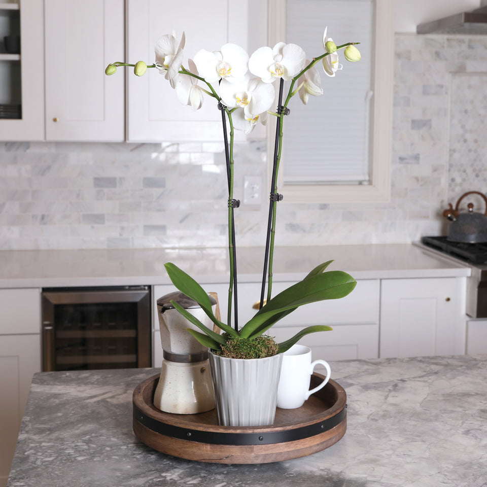 Premium White w/ Yellow Orchid in Grey Pot