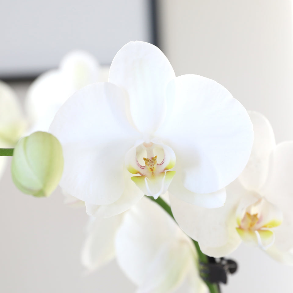 Premium White w/ Yellow Orchid in Grey Pot