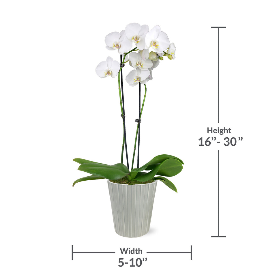 Premium White w/ Yellow Orchid in Grey Pot