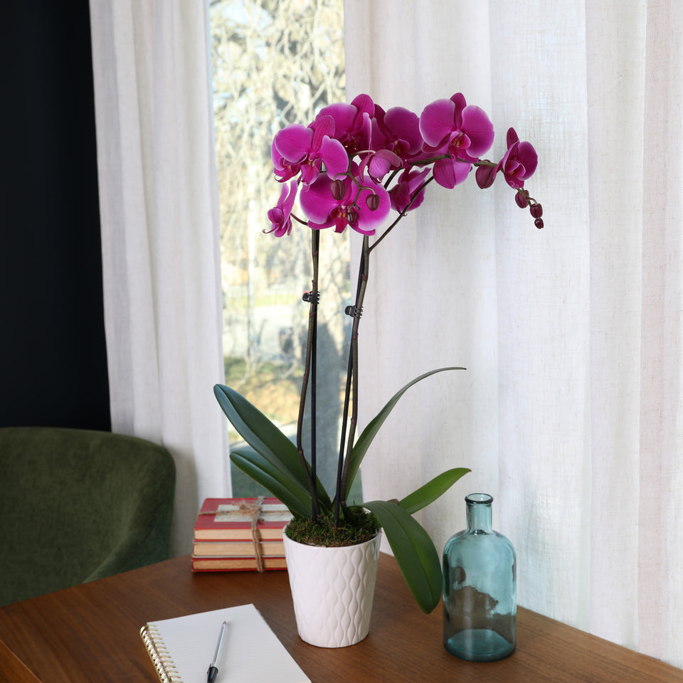 Magenta orchid plant, magenta orchid in white pot, magenta orchid flower for sale