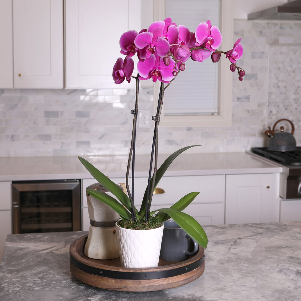 Magenta orchid plant, magenta orchid in white pot, magenta orchid flower for sale