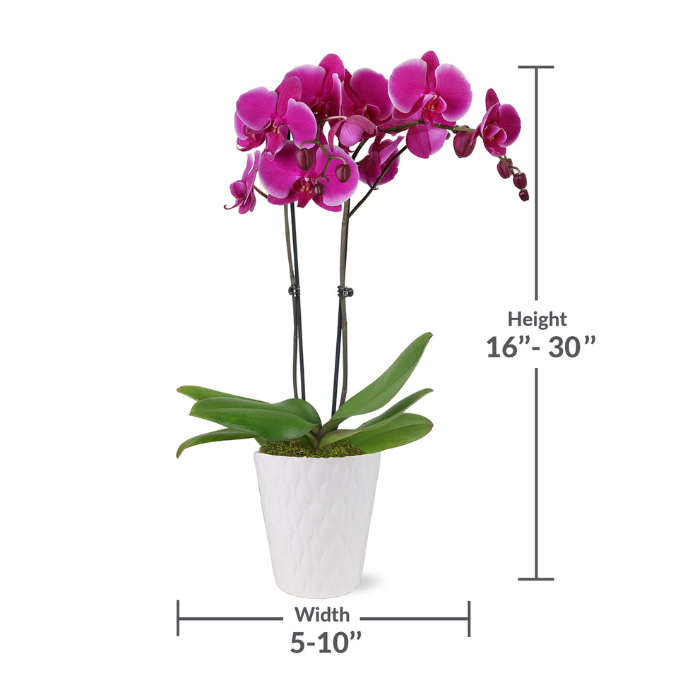 Magenta orchid plant, magenta orchid in white pot, magenta orchid flower for sale