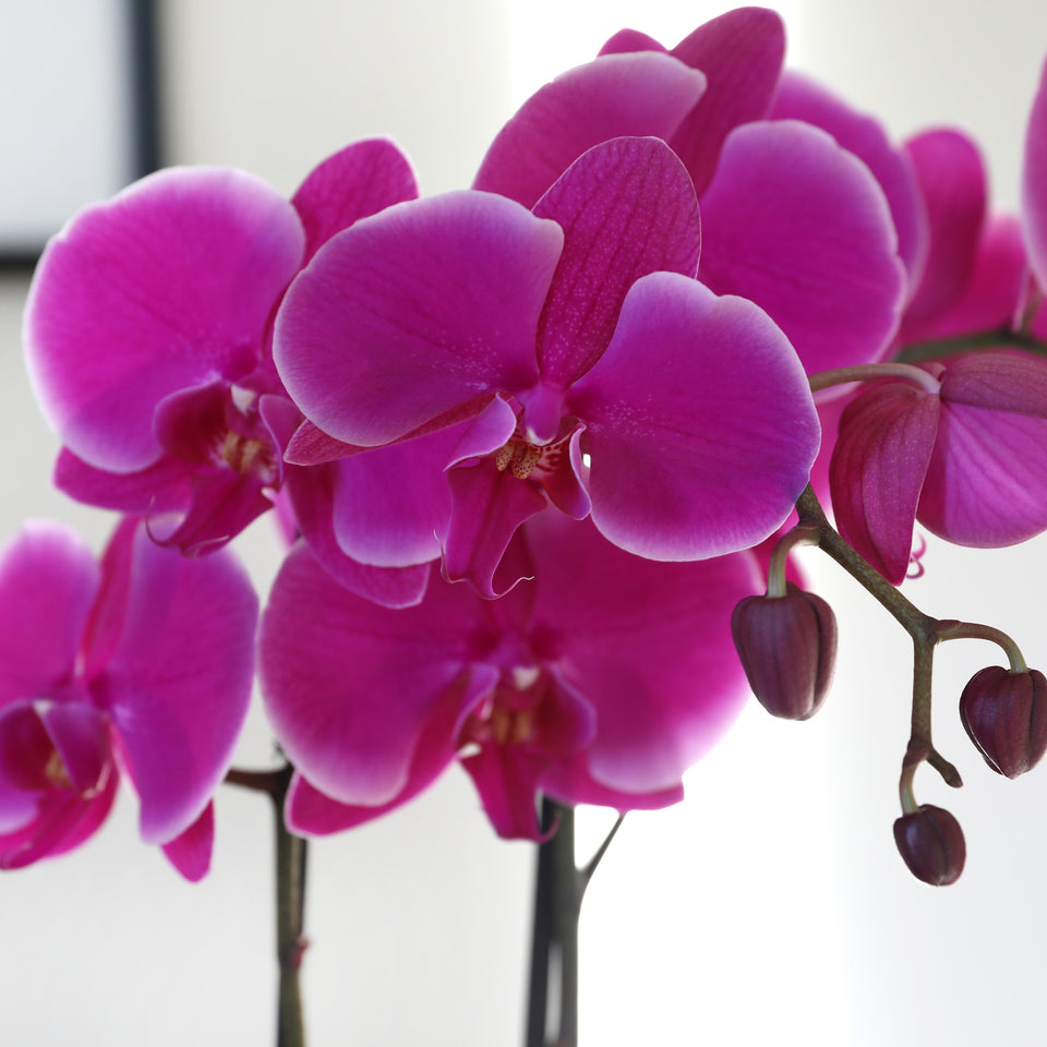 magenta orchid 
magenta orchid flower
magenta orchid for sale