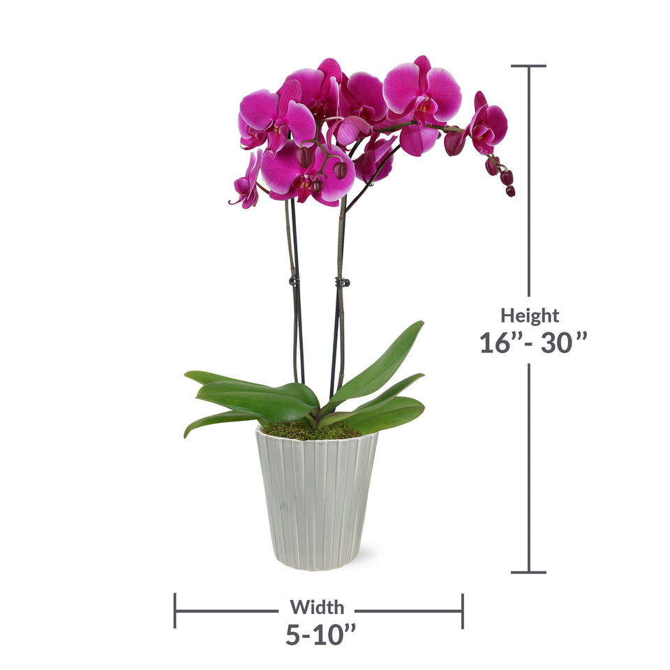 magenta orchid 
magenta orchid in grey pot
magenta orchid for sale