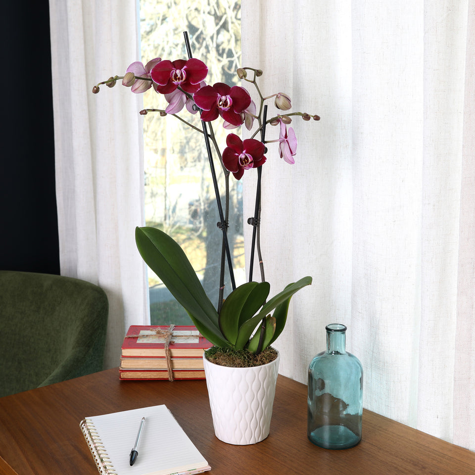Premium Dark Purple Orchid in White Pot