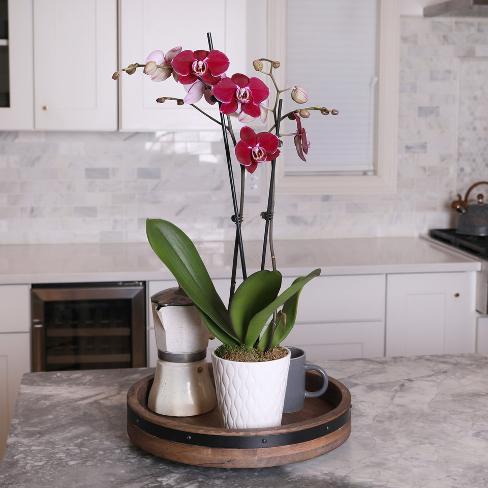 Premium Dark Purple Orchid in White Pot