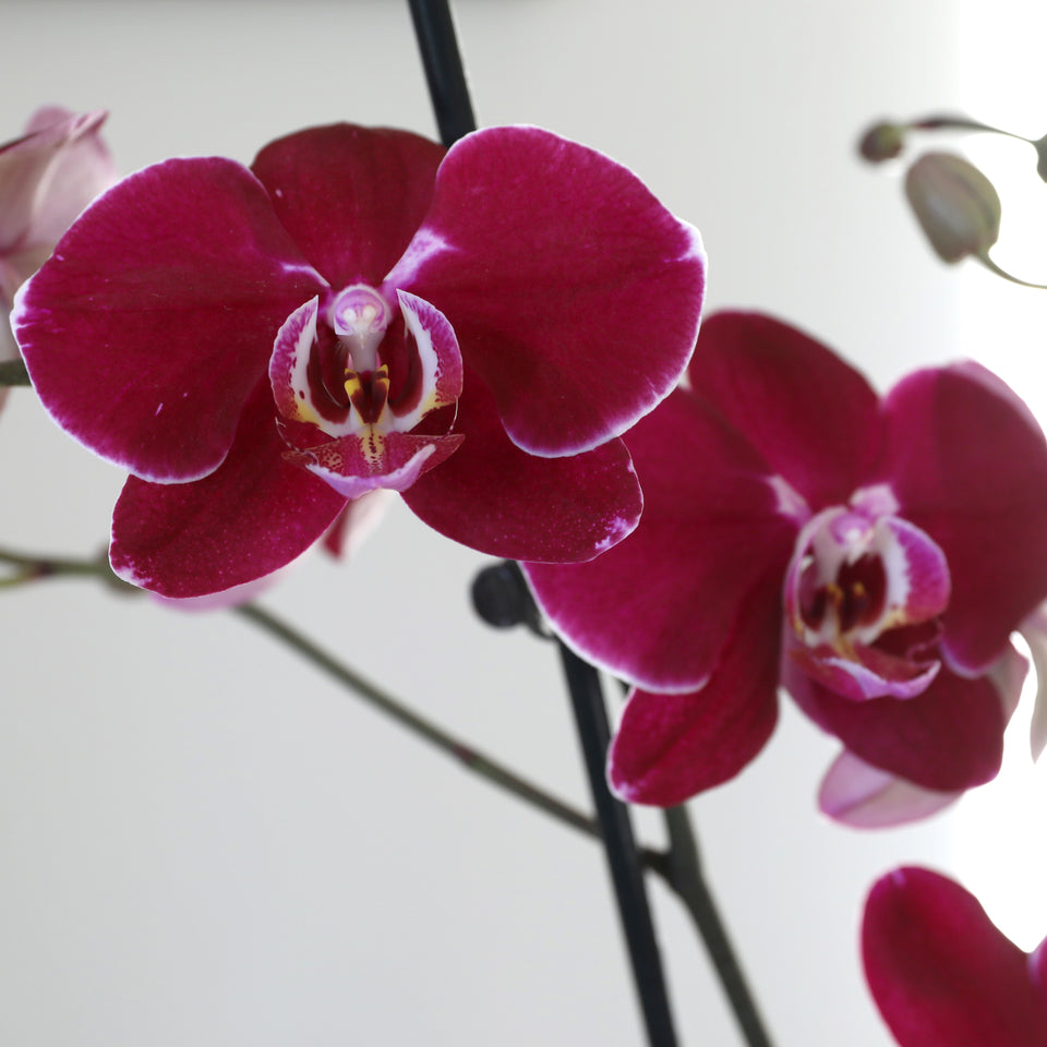 Premium Dark Purple Orchid in White Pot