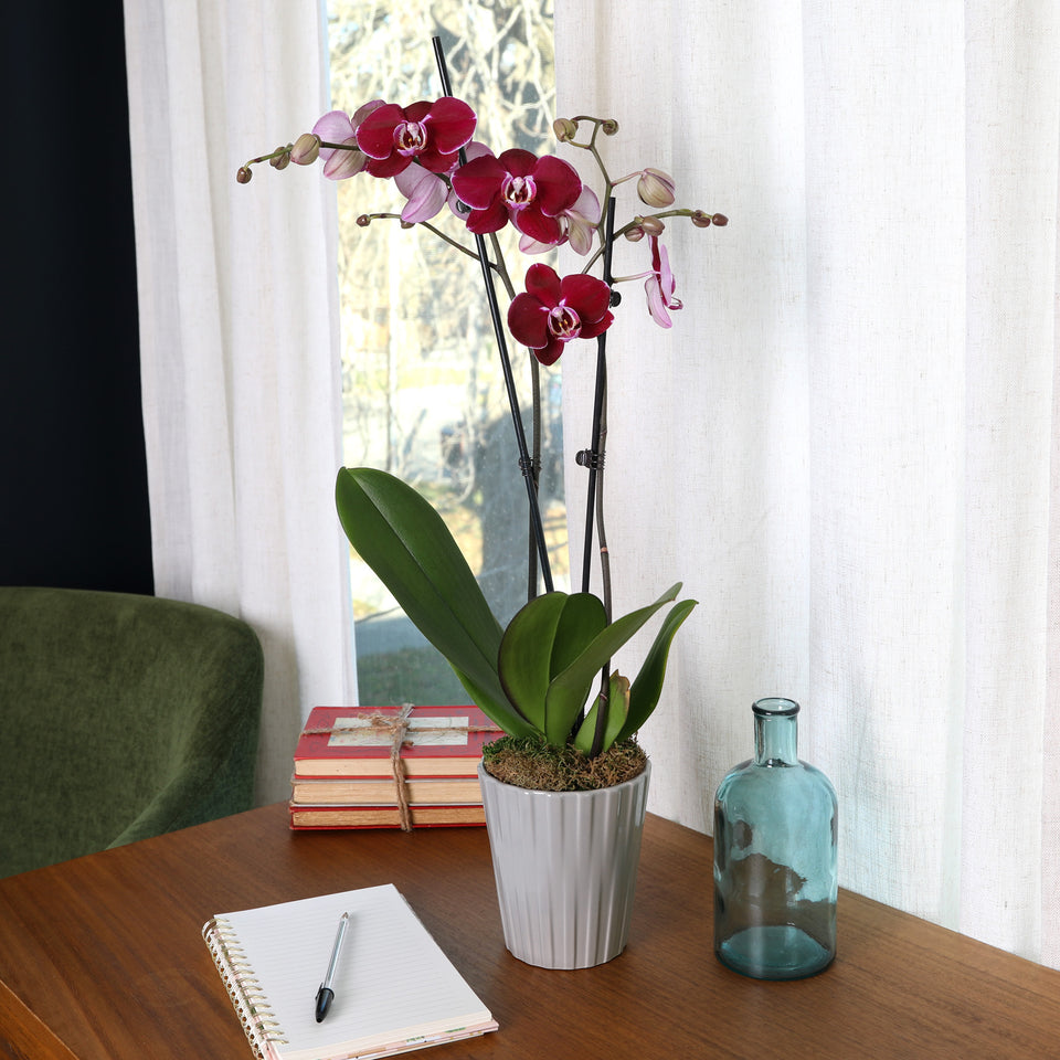 Premium Dark Purple Orchid in Grey Pot