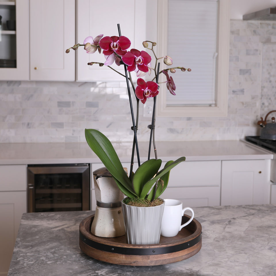 Premium Dark Purple Orchid in Grey Pot