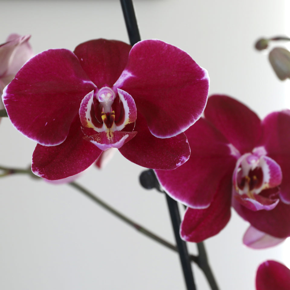 Premium Dark Purple Orchid in Grey Pot