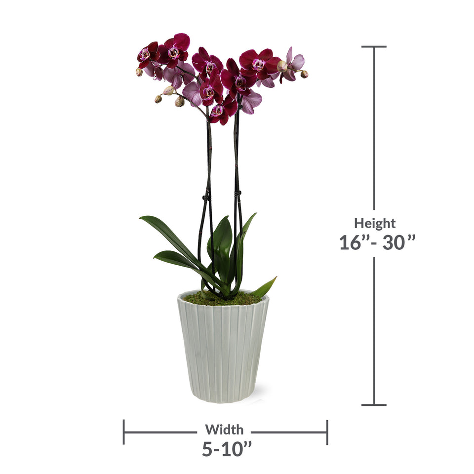 Premium Dark Purple Orchid in Grey Pot