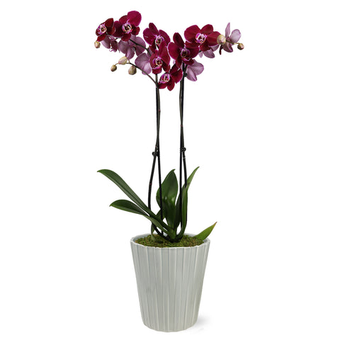 Premium Dark Purple Orchid in Grey Pot