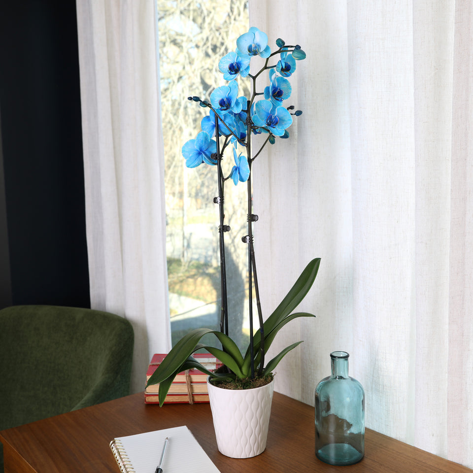 Premium Watercolor Blue Orchid in White Pot