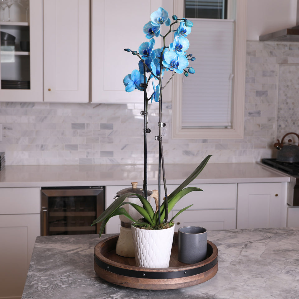 Premium Watercolor Blue Orchid in White Pot