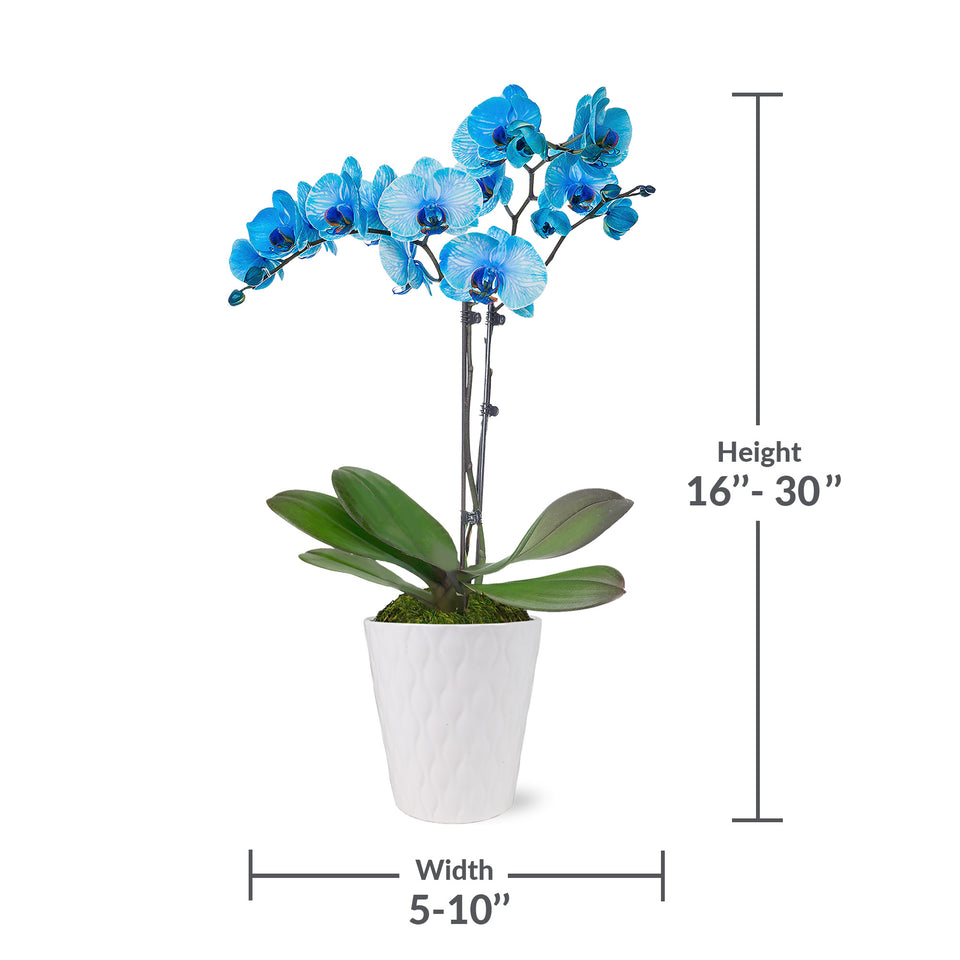 Premium Watercolor Blue Orchid in White Pot