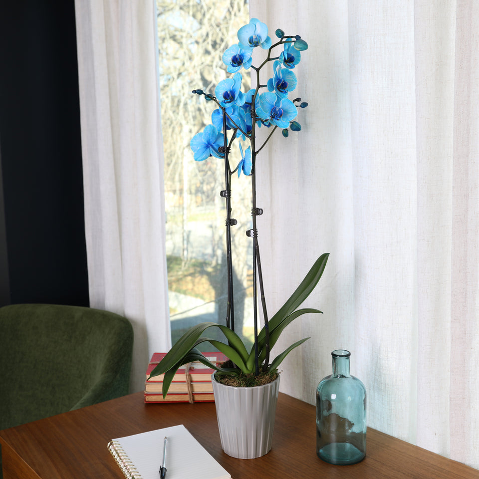 Premium Watercolor Blue Orchid in Grey Pot
