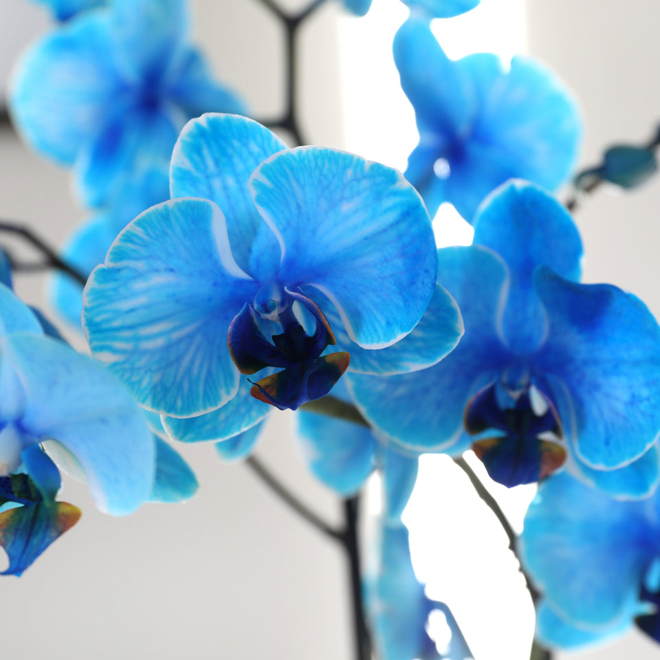 Premium Watercolor Blue Orchid in Grey Pot